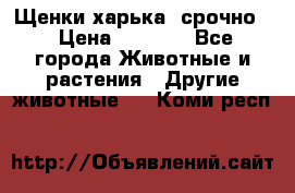 Щенки харька! срочно. › Цена ­ 5 000 - Все города Животные и растения » Другие животные   . Коми респ.